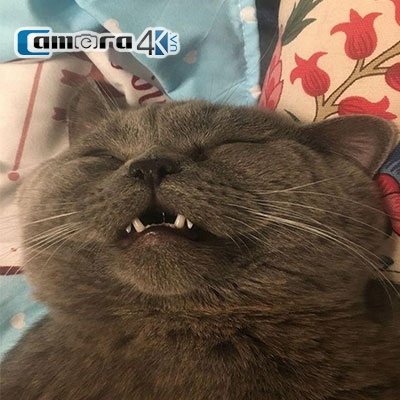 Thật Như Đùa: Chú Mèo Phải Nhập Viện Vì Lao Lực Sau Khi Làm